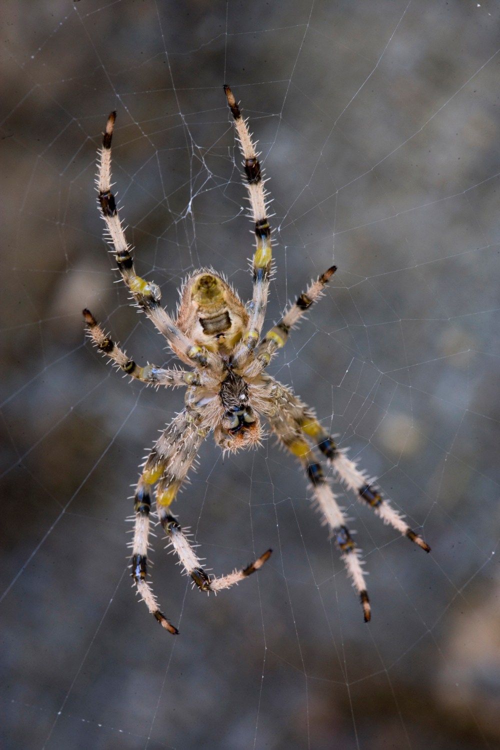 araña medinaceli -peque_O9I3734