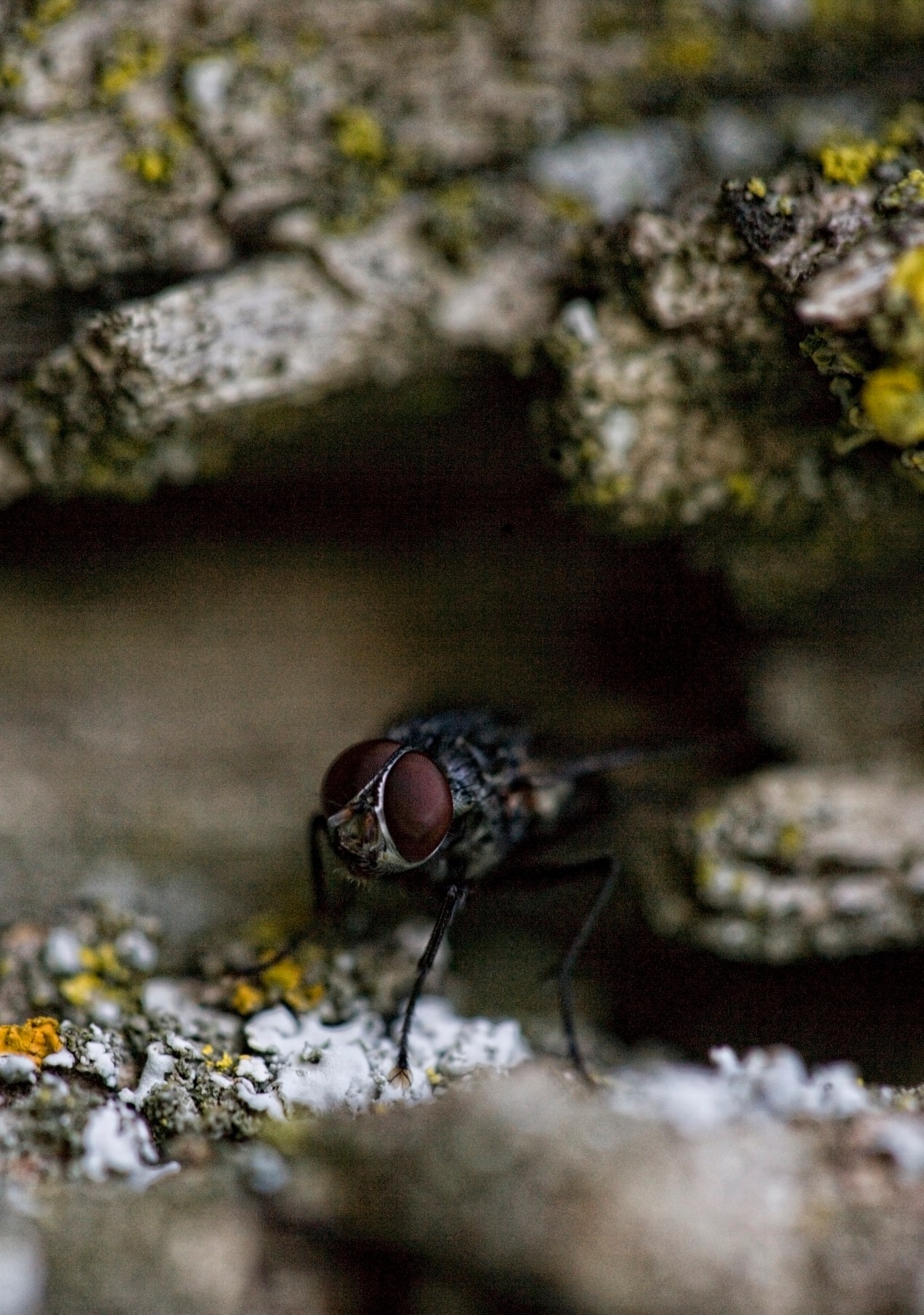 2-mosca-tonal062313_214