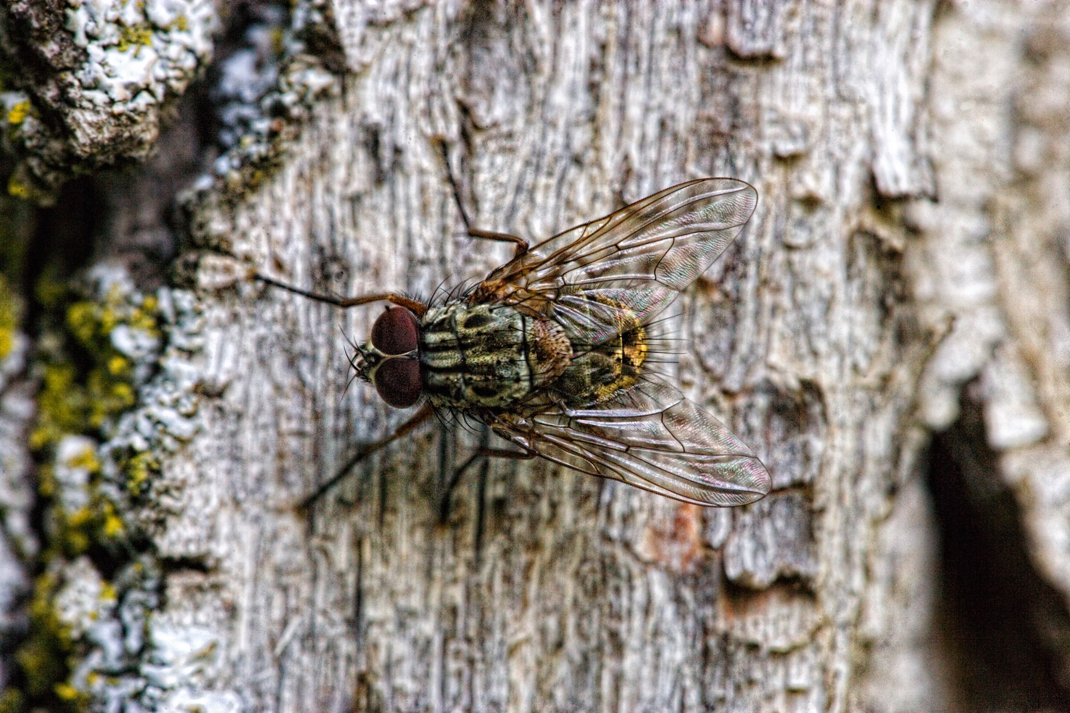 mosca-tonal-contras-ful-062313_223-copia